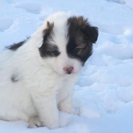 Icelandic Sheepdog Puppies from Valhalla Icelandic Sheepdogs