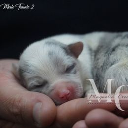 American Corgi and Pembroke Welsh Corgi Puppies from Magnolia Creek Corgis