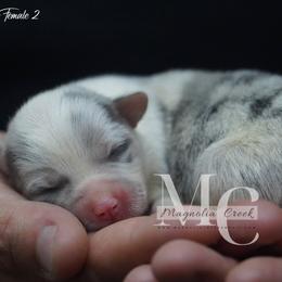 American Corgi and Pembroke Welsh Corgi Puppies from Magnolia Creek Corgis
