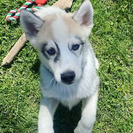 Pomsky Puppies from Snow Shark Pomskys