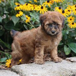 Paris - Wheaten male Whoodle puppy in West Bend, Iowa from Blue Skies Terriers