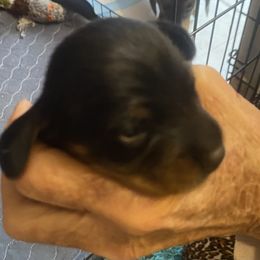MURPHY - Black and tan male Dachshund puppy in Elizabethtown, Kentucky from Teeny Tiny Puppy Tails
