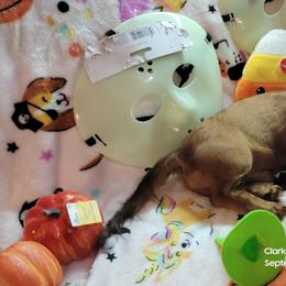 Dachshund Puppies from CLARK'S BREEDING PROGRAM