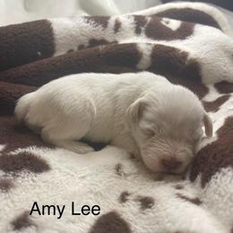 Amy Lee - White female Miniature Schnauzer puppy in Brundidge, Alabama from Deez Pups Magnificent Schnauzers