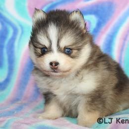 Raspberry - Wolf sable female Pomsky puppy in Centerville, Iowa from LJ Kennels Pomskies, LLC
