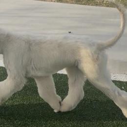Afghan Hounds and Miniature Schnauzers from Noelle Silva