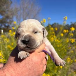 Purple girl - Light golden female Golden Retriever puppy in Pahrump, Nevada from Southern Nevada Goldens