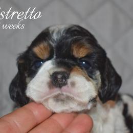 Ristretto - Black white and tan female Cocker Spaniel puppy in Myerstown, Pennsylvania from The Cocker Cingdom