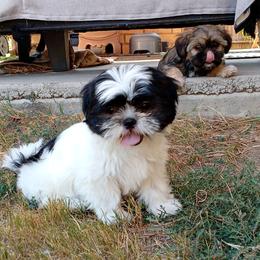 Suzy - Black and white female Shih Tzu puppy in Grand Prairie, Texas from R&R Shih-Tzus & Stud Services