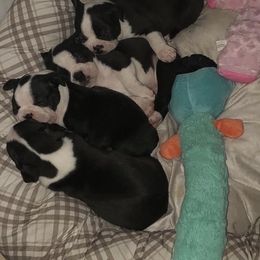 Boston Terrier and Golden Retriever Puppies from Melissa Holifield