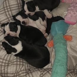 Boston Terrier and Golden Retriever Puppies from Melissa Holifield