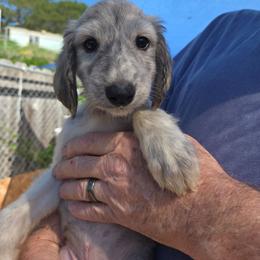Logan - Black and silver male Afghan Hound puppy in Watsonville, California from Summerbrook Afghans