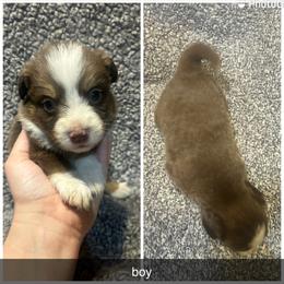 Gus - Red tri male Miniature Australian Shepherd puppy in Granby, Missouri from Macks Mini Aussies