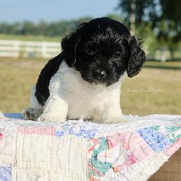Haywood - male Cockapoo puppy in Lowry City, Missouri from Cooper Creek Puppies
