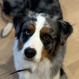 Bridger - Australian Shepherd