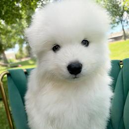 Mochi - White male Samoyed puppy in Tremonton, Utah from Sugar Sweet Samoyeds