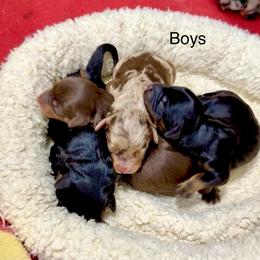 2 Black and Tan Boys - Black phantom male Aussiedoodle puppy in Burkesville, Kentucky from Bline’s Awesome Aussies & Doxies at the Bline Family Farm