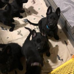 German Shepherd Puppies from Von Jarosz Haus