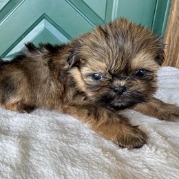 Sable Shihtzu - Sable male Shih Tzu puppy in Etoile, Texas from Dollface Dollie’s Shih Tzus