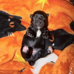 Girl 1 - Black and gold female Yorkshire Terrier puppy in Richland County, South Carolina from Nesha's Pawrific Tails