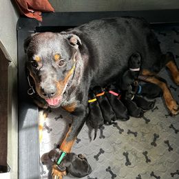 Boy 2 - Black and mahogany male Rottweiler puppy in Ridgeland, South Carolina from VHK Rottweilers