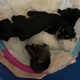 Miniature Schnauzer and Poodle Puppies from Bits & Bytes Farm