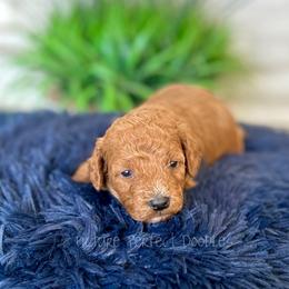 Green Collar - Red female Cavapoo puppy in St George, Utah from Picture Perfect Doodles