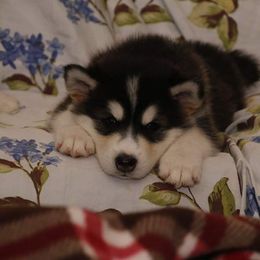 Alaskan Malamute Puppies from ArctiCircle Alaskan Malamutes