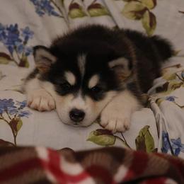 Alaskan Malamute Puppies from ArctiCircle Alaskan Malamutes