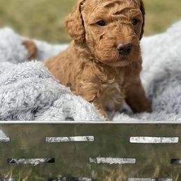 Bernedoodle and Goldendoodle Puppies from TurkeyCreek Doodles