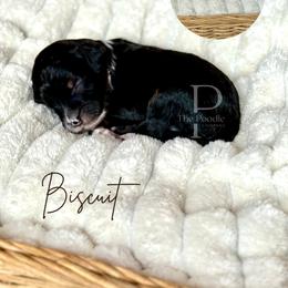 Australian Labradoodle, Bernedoodle, and Cavapoo Puppies from The Poodle Co. Raising Doodles & Poodles