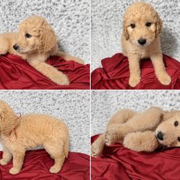 Remy - Cream male Goldendoodle puppy in Kissimmee, Florida from From the Heart