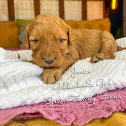 Janice - Red  female Goldendoodle puppy in Grove, Oklahoma from Guinn Family Farms