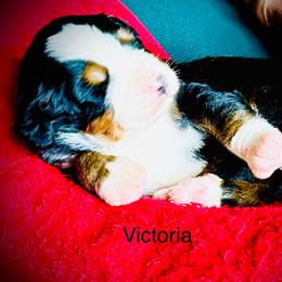 Victoria - Black rust and white female Bernese Mountain Dog puppy in Strasburg, Ohio from Lois Allison