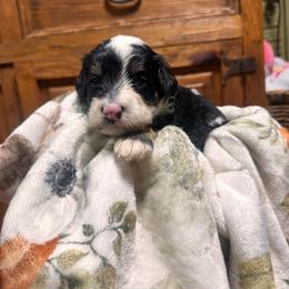 Ruby - Tri-color female Bernedoodle puppy in Carmichaels, Pennsylvania from JensenBelle Doodles