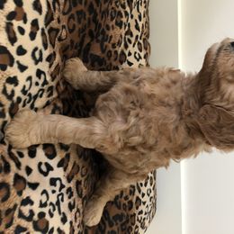 Goldendoodle Puppies from Dapper Doodles of Tennessee