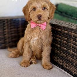Coral - Caramel female Australian Labradoodle puppy in Anderson, California from Shaggy Doodles