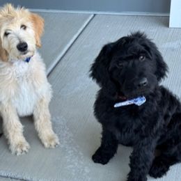 "2 little boys left!" Goldendoodle Puppies from Bridger Peak Doodles