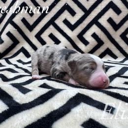 Freshman - Blue merle female Miniature Australian Shepherd puppy in Corpus Christi, Texas from Elite Miniature Australian Shepherds