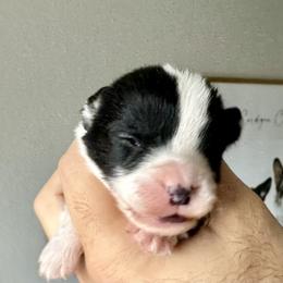Zoro - Black and white male Cardigan Welsh Corgi puppy in San Antonio, Texas from White Paws Cardigan Corgis