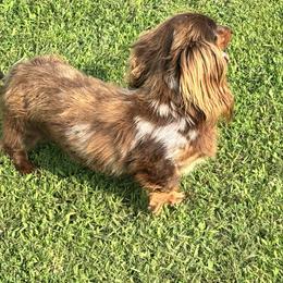 Judah - Dachshund