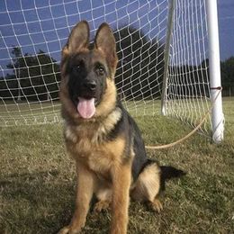 German Shepherds from Vom Vrban Haus