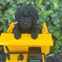 AKC Princess - Pink - Black female Poodle puppy in Baytown, Texas from Charlotte & Co. Miniature Poodles