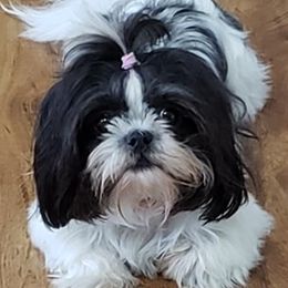 Shih Tzus from Jackie Lange's Shih Tzus