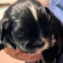 Jasmine - Brown female Lhasa Apso puppy in Fort Worth, Texas from Cynthia's Lhasa Apsos