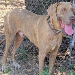 Doc - Great Dane