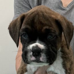 Boxer Puppies from Tammy Davison