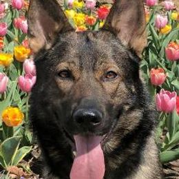 Ikos - German Shepherd