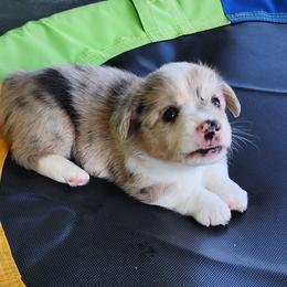 Grady - Brindle merle and white male American Corgi puppy in Concrete, Washington from Wigglebutts American Corgis