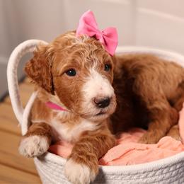 Pink collar - Apricot female Goldendoodle puppy in Palmetto Bay, Florida from SOMIDOODLES